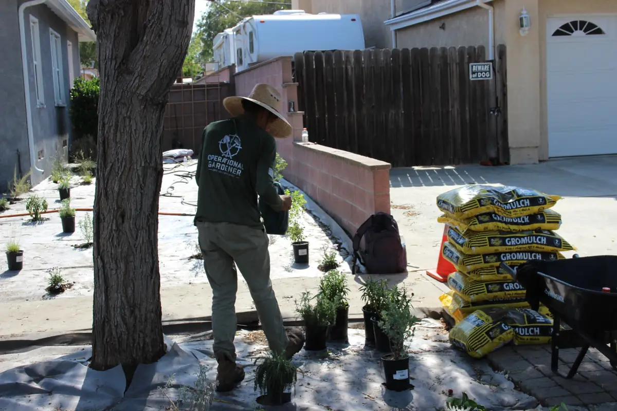 Operational Gardener crew member laying weed block and setting drought-tolerant plants with GroMulch bags staged — veteran-owned landscaping in the South Bay, CA