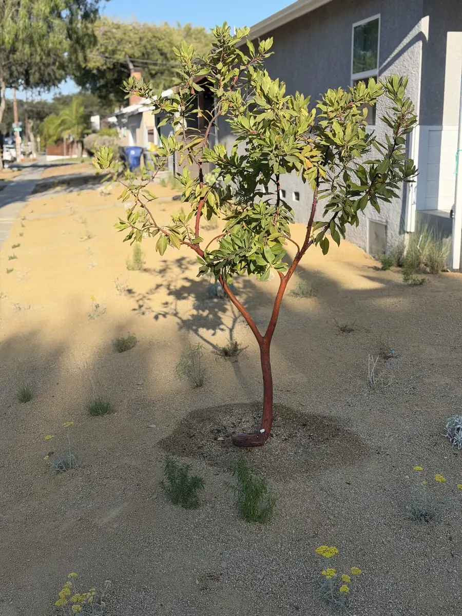 Lawn converted to decomposed granite with a native tree in Playa del Rey, California by Operational Gardener